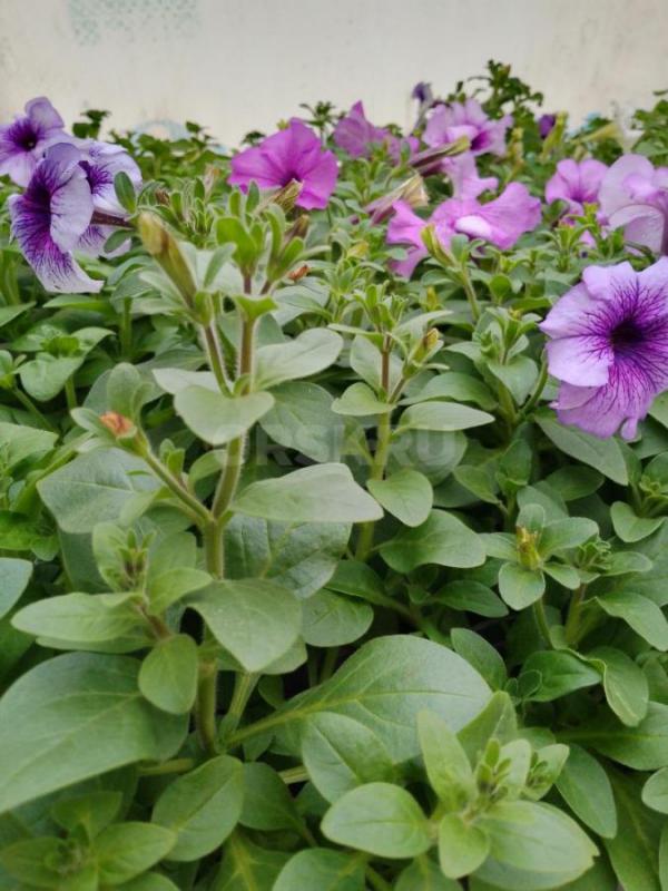 Продам цветочный рассаду и овощную в ассортименте. - Орск