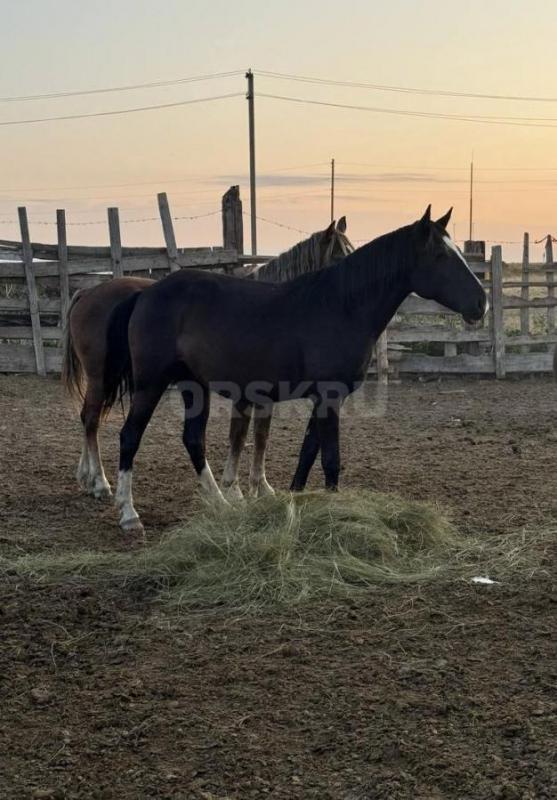 Продам лошадей.
1. - Орск