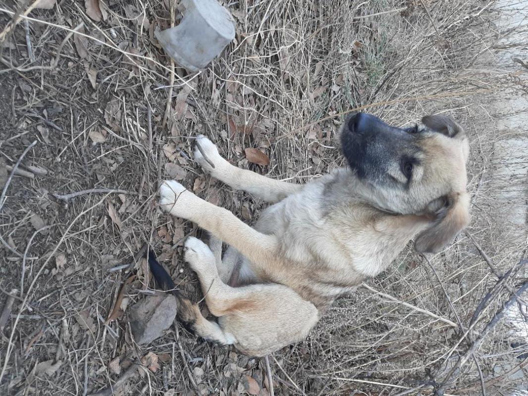 Два щенка 8 месяцев, кобелек большой и стерилизованная девочка, готовые охранники для дома, коммуник - Орск