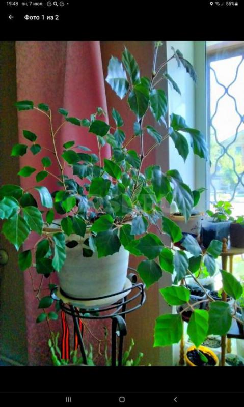 Бегония, Гиппеаструм циссус берёзка фуксия, 
Зефирантес цветет  по 100 руб - Орск