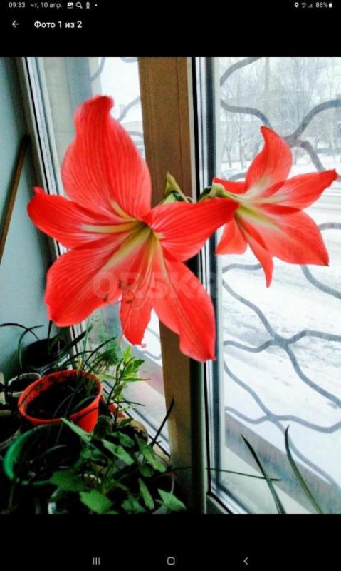 Бегония, Гиппеаструм циссус берёзка фуксия, 
Зефирантес цветет  по 100 руб - Орск