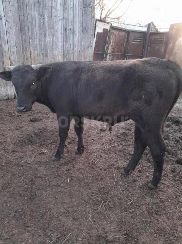 Продам бычка (1 год 3 мес)живым весом - Орск
