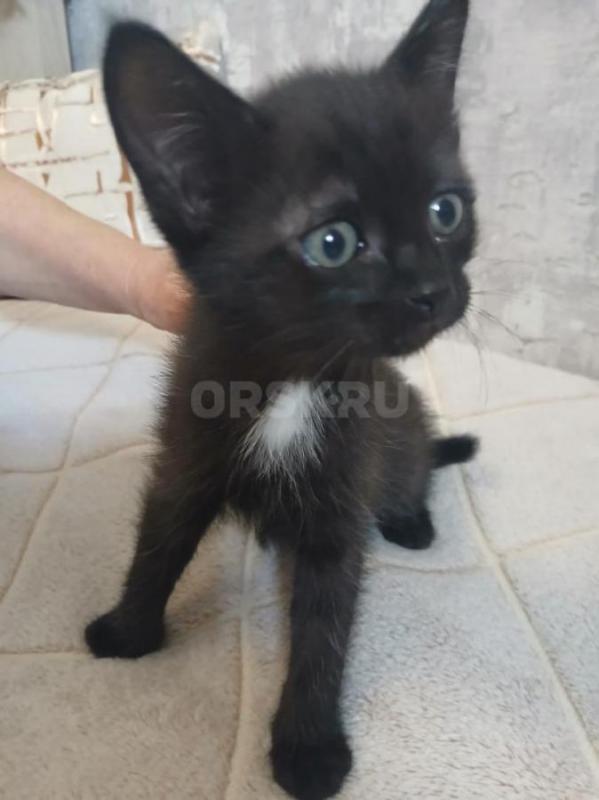 Двое из ларца одинаковых лица. - Орск