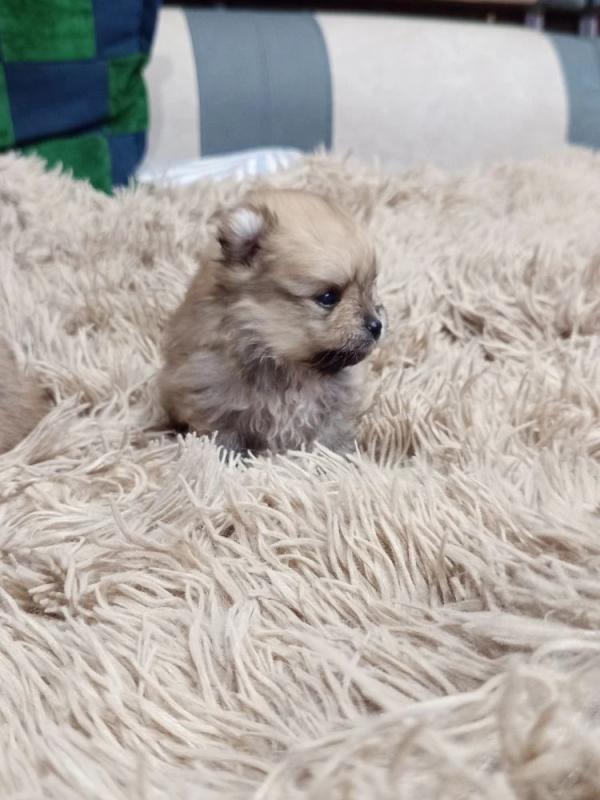 Продам щенков померанский шприц мини ченки родились 22.03.26г. - Оренбург