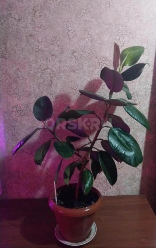 Продам Фикус каучуконосный (эластик),высота более 60 см! - Орск