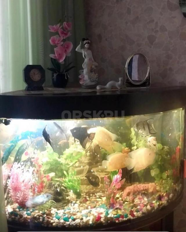 Угловой аквариум с тумбочкой, крупными рыбками- Северум,  Скалярии, Боции- 11 штук,  погружными ламп - Орск