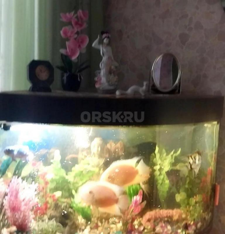 Угловой аквариум с тумбочкой, крупными рыбками- Северум,  Скалярии, Боции- 11 штук,  погружными ламп - Орск