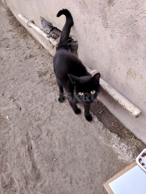 Кошечка месяцев 5, ищет новых хозяев. - Орск