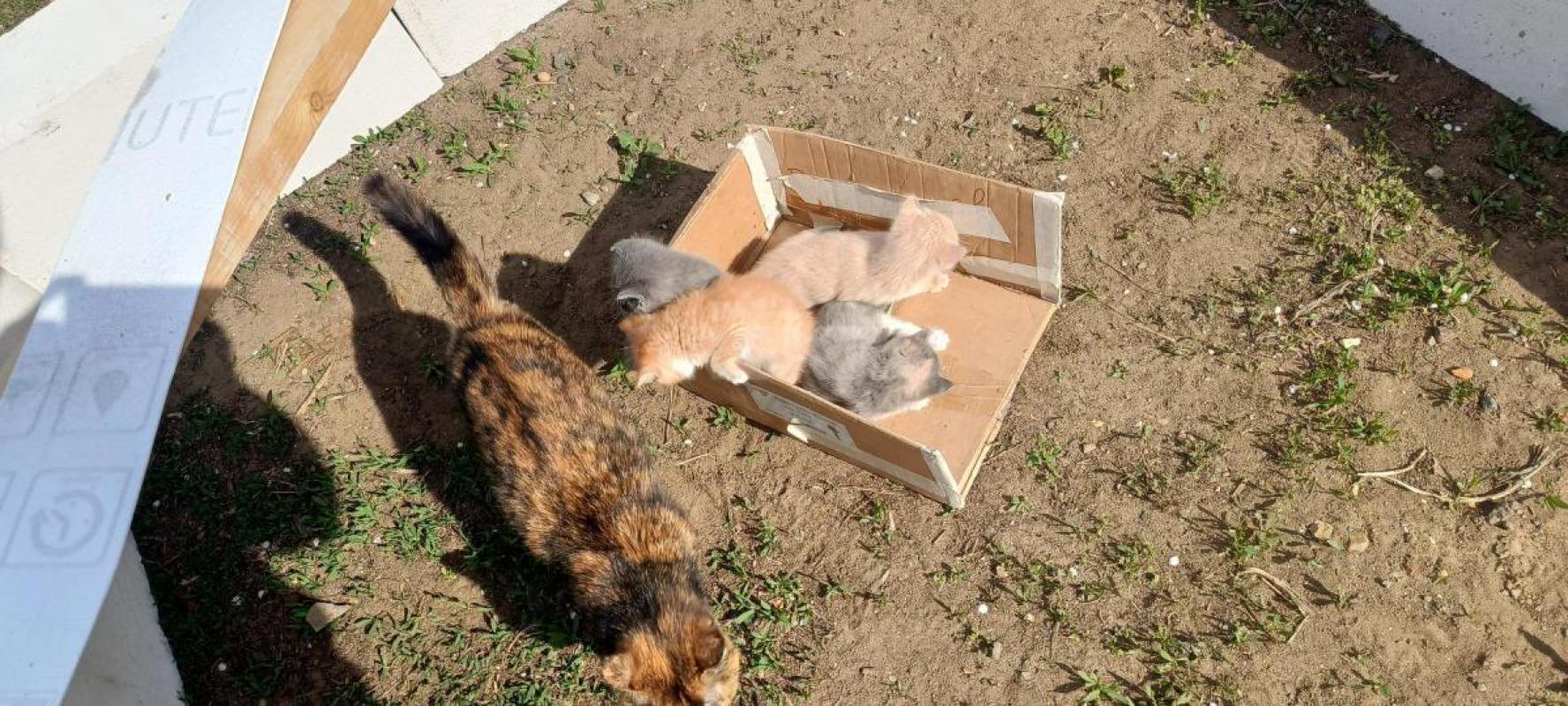 Отдам котят от кошки мышеловки. - Орск