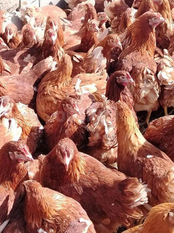 Продам кур несушек 5,5 месяцев Ломан Браун, красные, начали нестись. - Орск