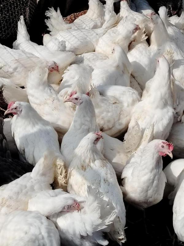 Продам кур несушек 5,5 месяцев Ломан Браун, красные, начали нестись. - Орск