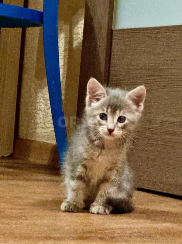 Классные котята! - Орск