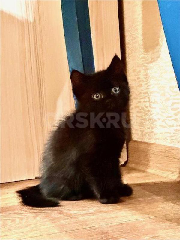 Классные котята! - Орск