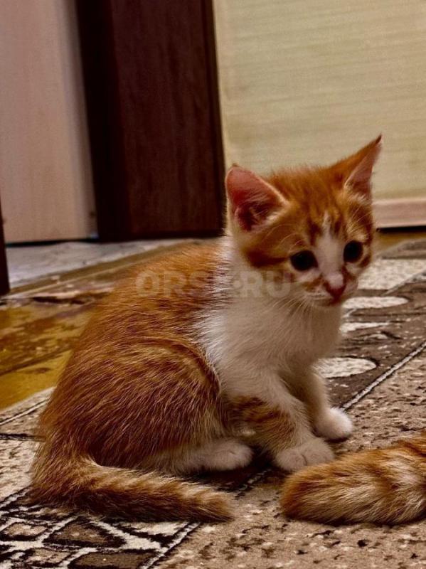 Классные котята! - Орск