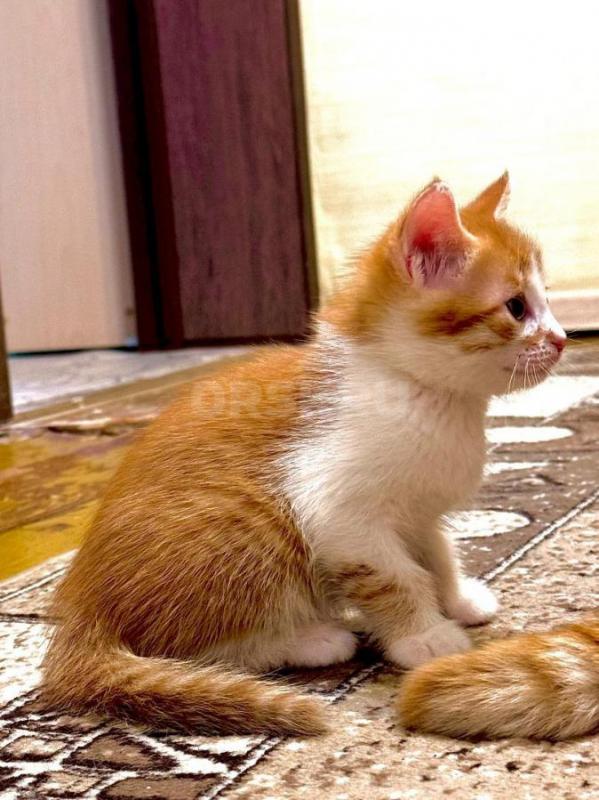 Классные котята! - Орск