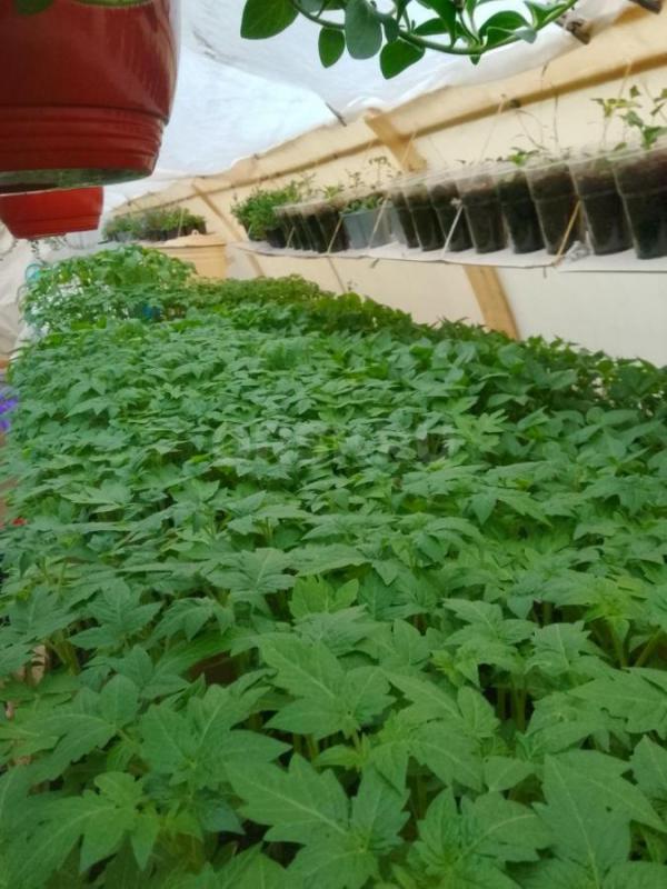 Продам рассаду цветочную: петунью кустовую, махровую,ампельную, вегетативную а также гацанию,Виолу, - Орск