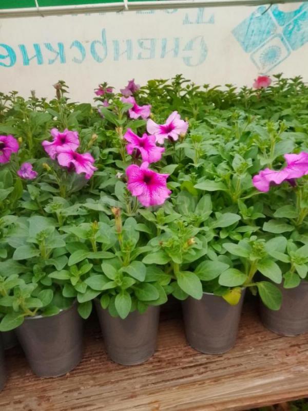 Продам рассаду цветочную: петунью кустовую, махровую,ампельную, вегетативную а также гацанию,Виолу, - Орск