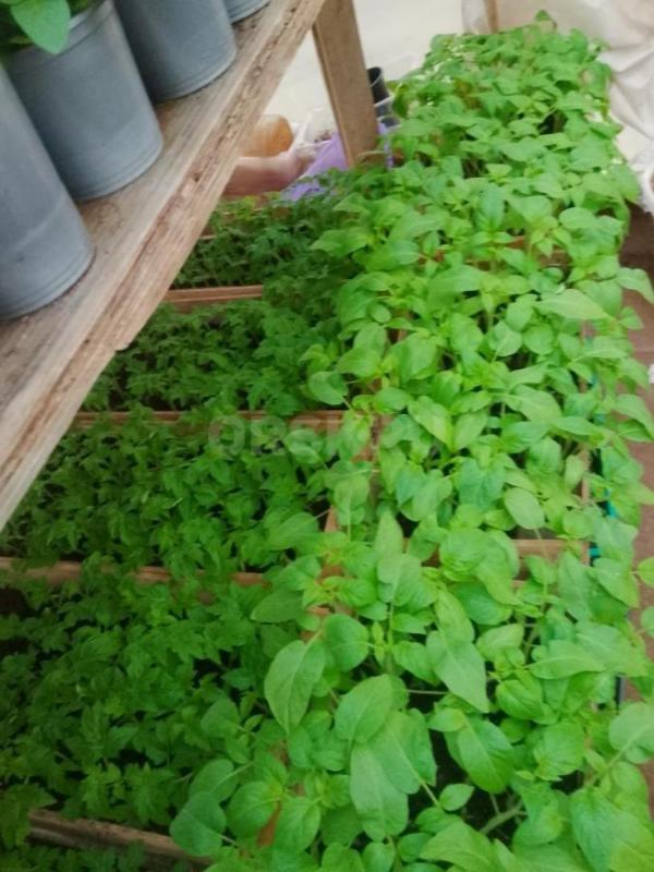 Продам рассаду цветочную: петунью кустовую, махровую,ампельную, вегетативную а также гацанию,Виолу, - Орск