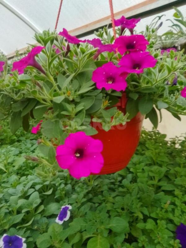 Продам рассаду цветочную: петунью кустовую, махровую,ампельную, вегетативную а также гацанию,Виолу, - Орск