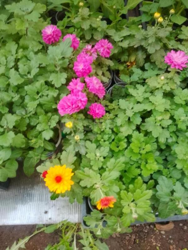 Продам рассаду цветочную: петунью кустовую, махровую,ампельную, вегетативную а также гацанию,Виолу, - Орск