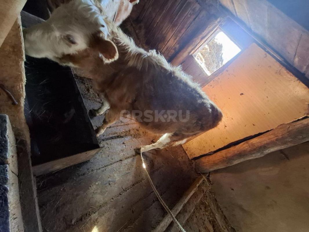 Продам телочку 1,2. - 1