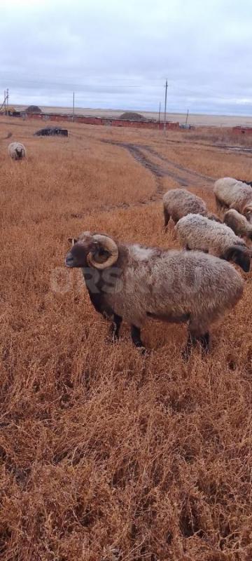 Продам баранов.... - Орск