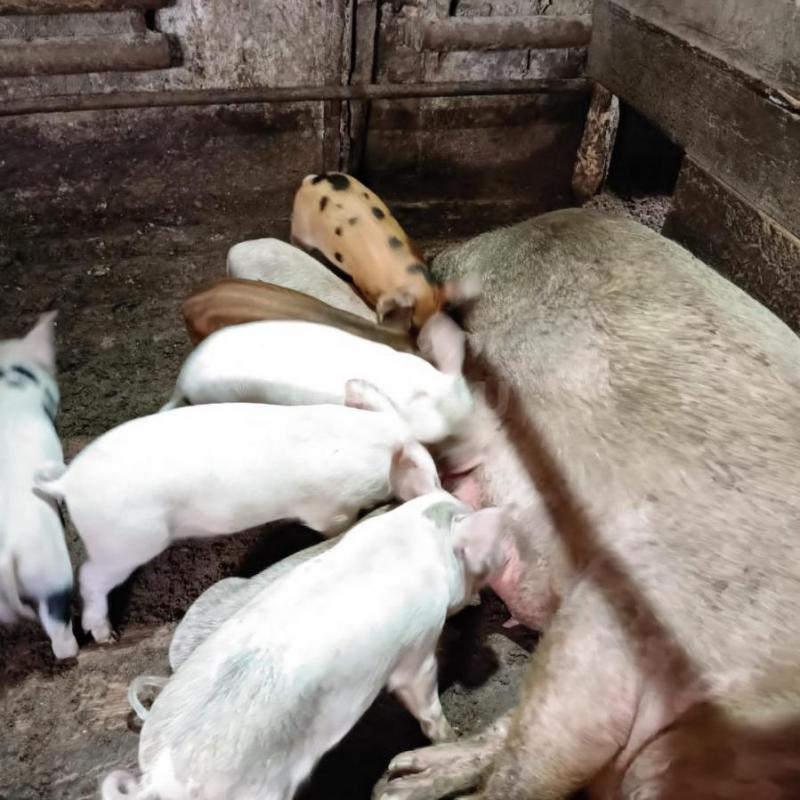 Продам поросят: порода мясная, крупные, 1 месяц - 6000 рублей. - Орск