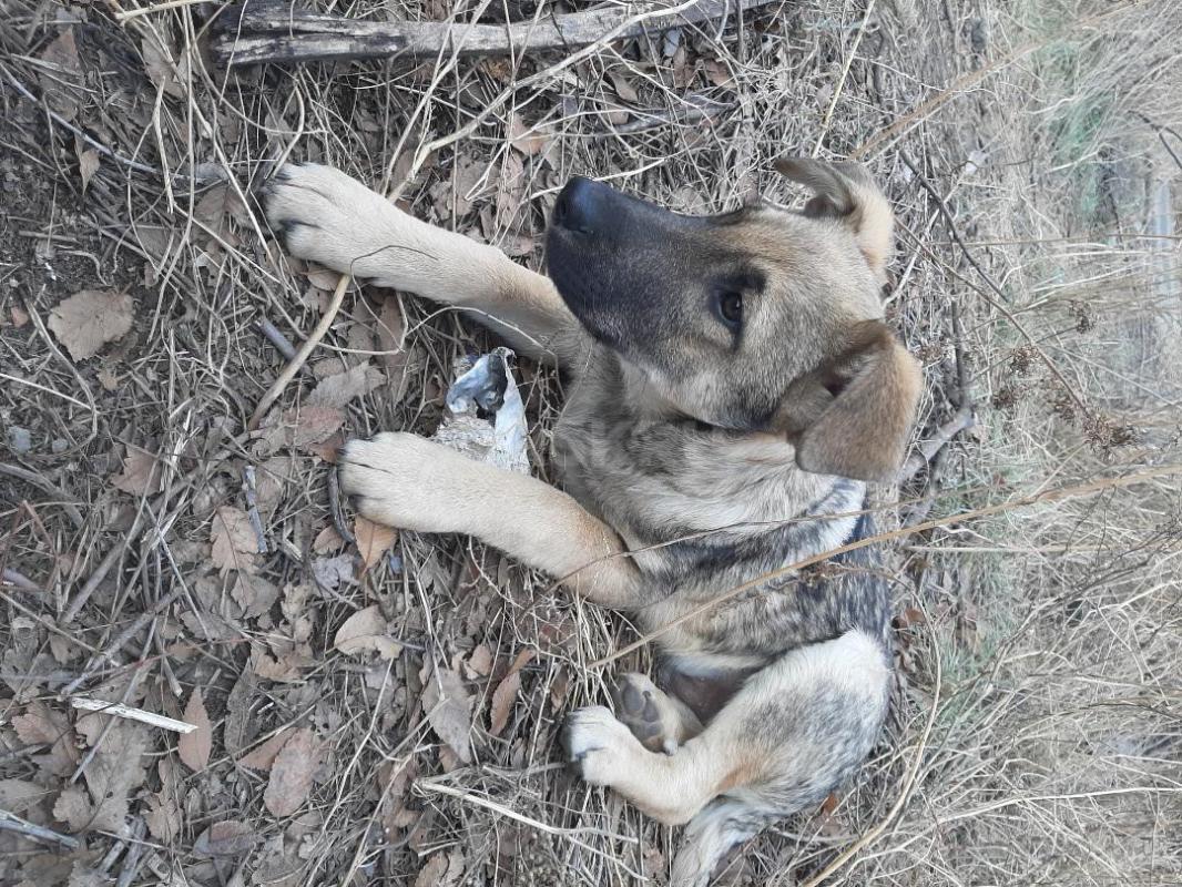 Два щенка- 9 месяцев, кобелек- большой, лохматый, девочка стерилизованная, добрые коммуникабельные, - Орск