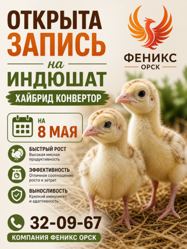 РЕАЛИЗУЕМ суточный и подрощенный молодняк птицы:

Бройлерные цыплята (Кобб-500, Арбор Айкрес, Росс - Орск