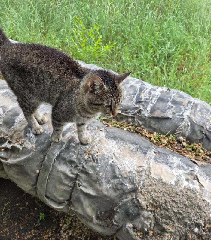 Котик появился недавно. - Орск