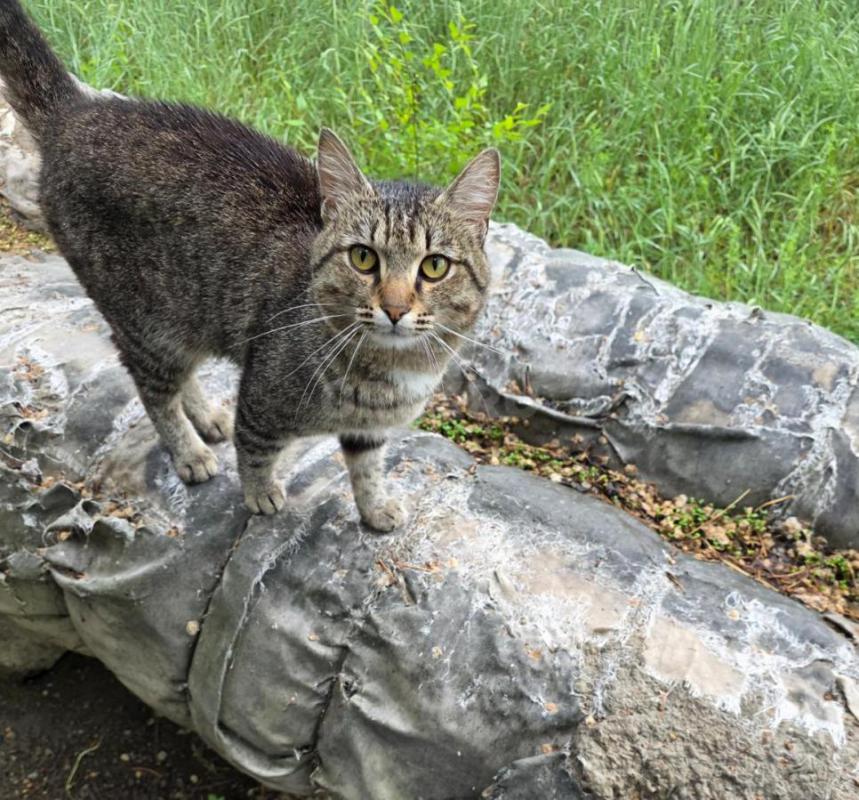 Котик появился недавно. - Орск