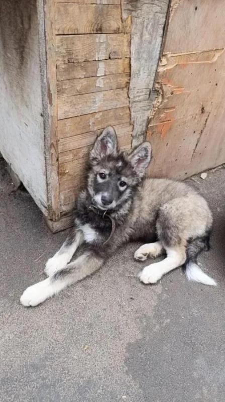 Продам щенков собаки породы ВОЛКОСОБ. - Орск