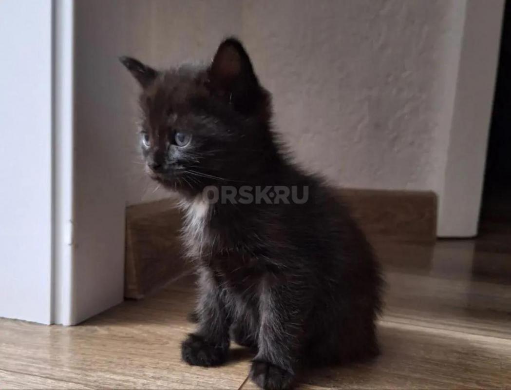 Отдам в хорошие руки котят 1.5 месяца к еде приучены
все вопросы по телефону - Орск