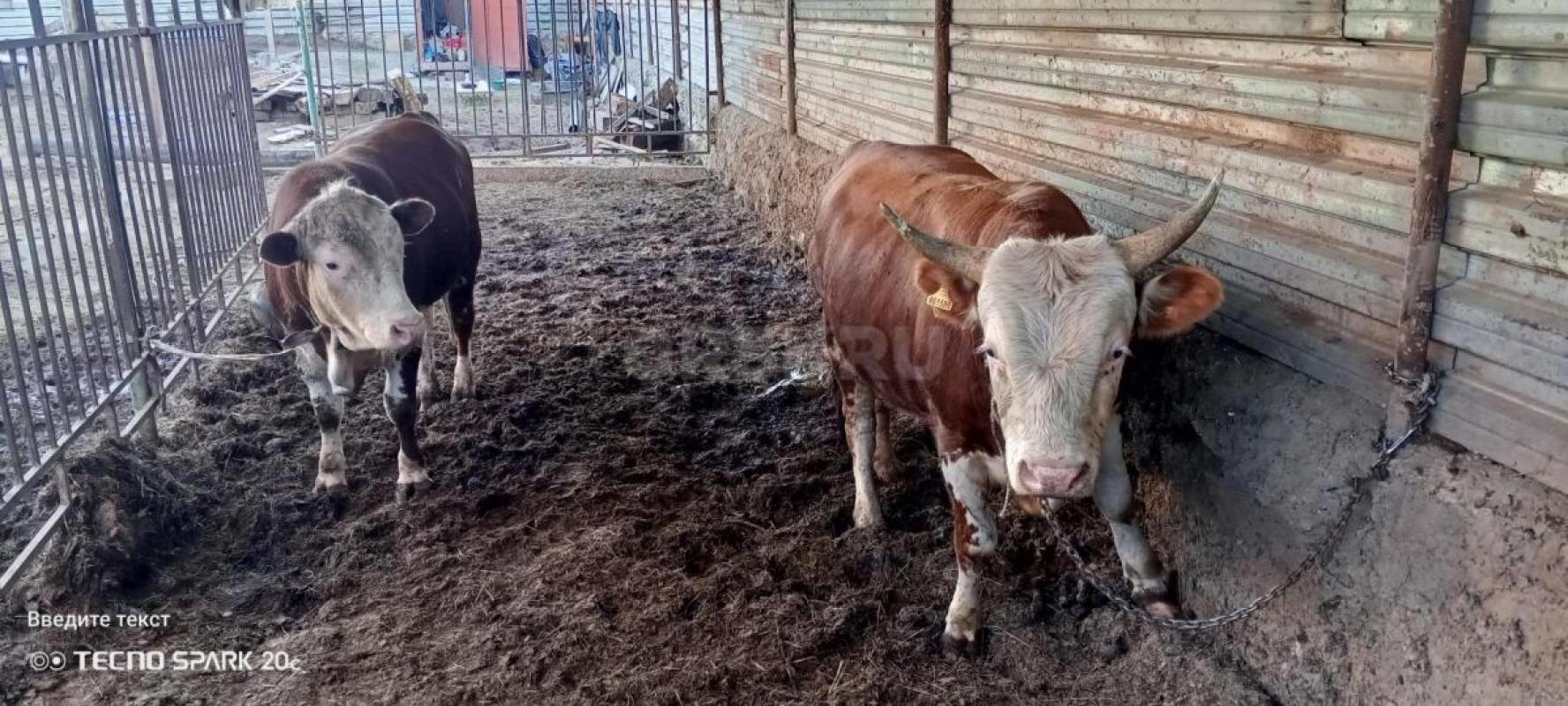 Продам быков на племя или на мясо цена при осмотре - Орск