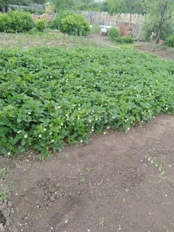 Продам ухоженный сад. - Орск