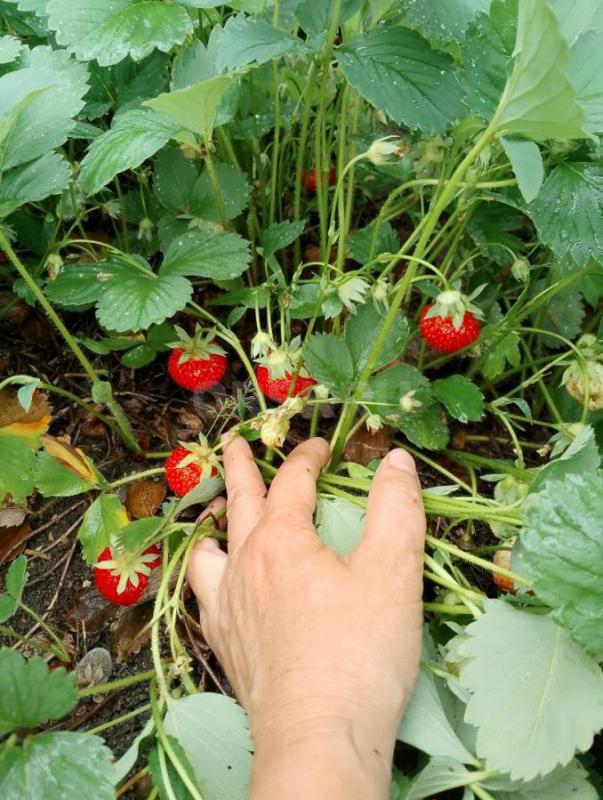 Продам клубнику - Орск