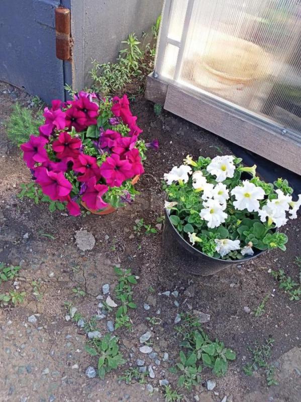 Продам петунью цвета разные остановка транспортная по 50р, в горшках на подарок по 350р, остановка т - Орск