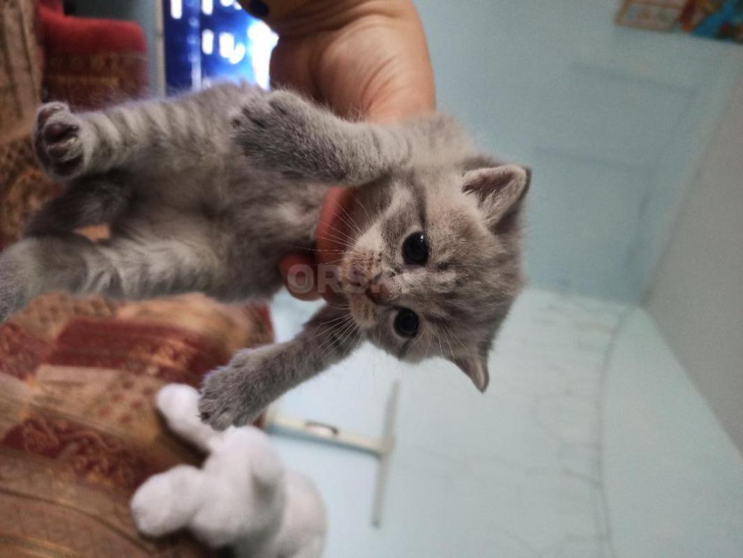 Продам красивых игривых милых котят породы Шотландская короткошёрстная... - Орск