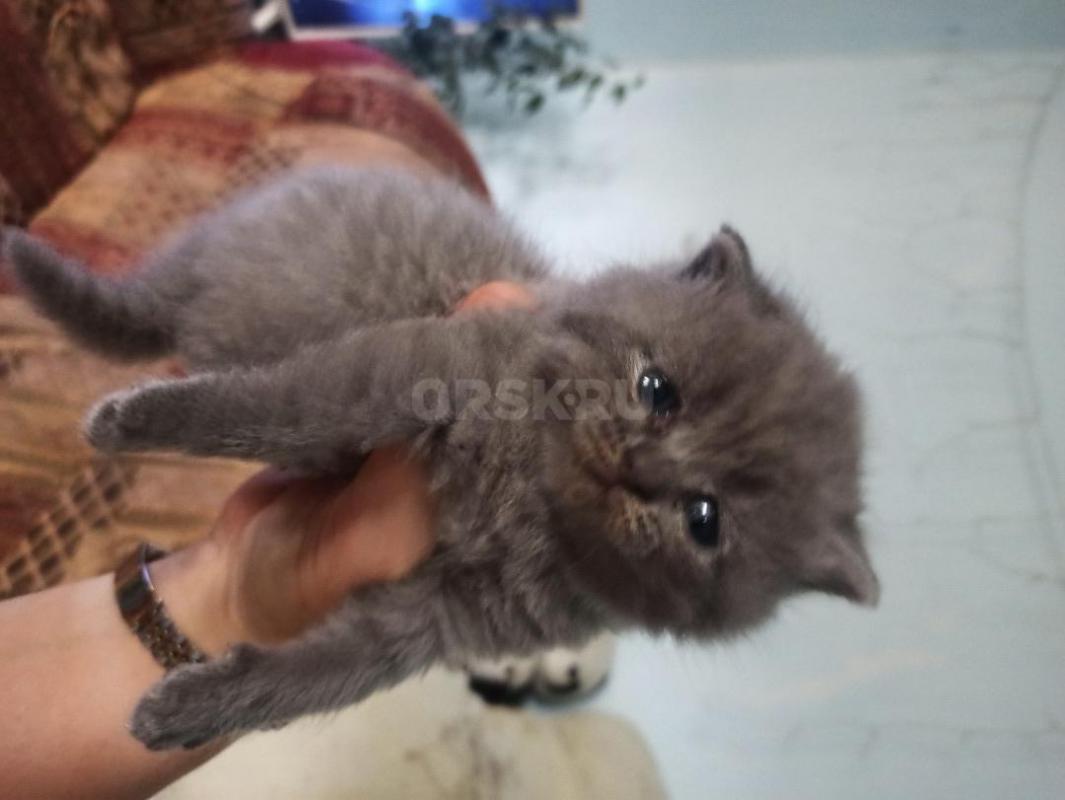 Продам красивых игривых милых котят породы Шотландская короткошёрстная... - Орск