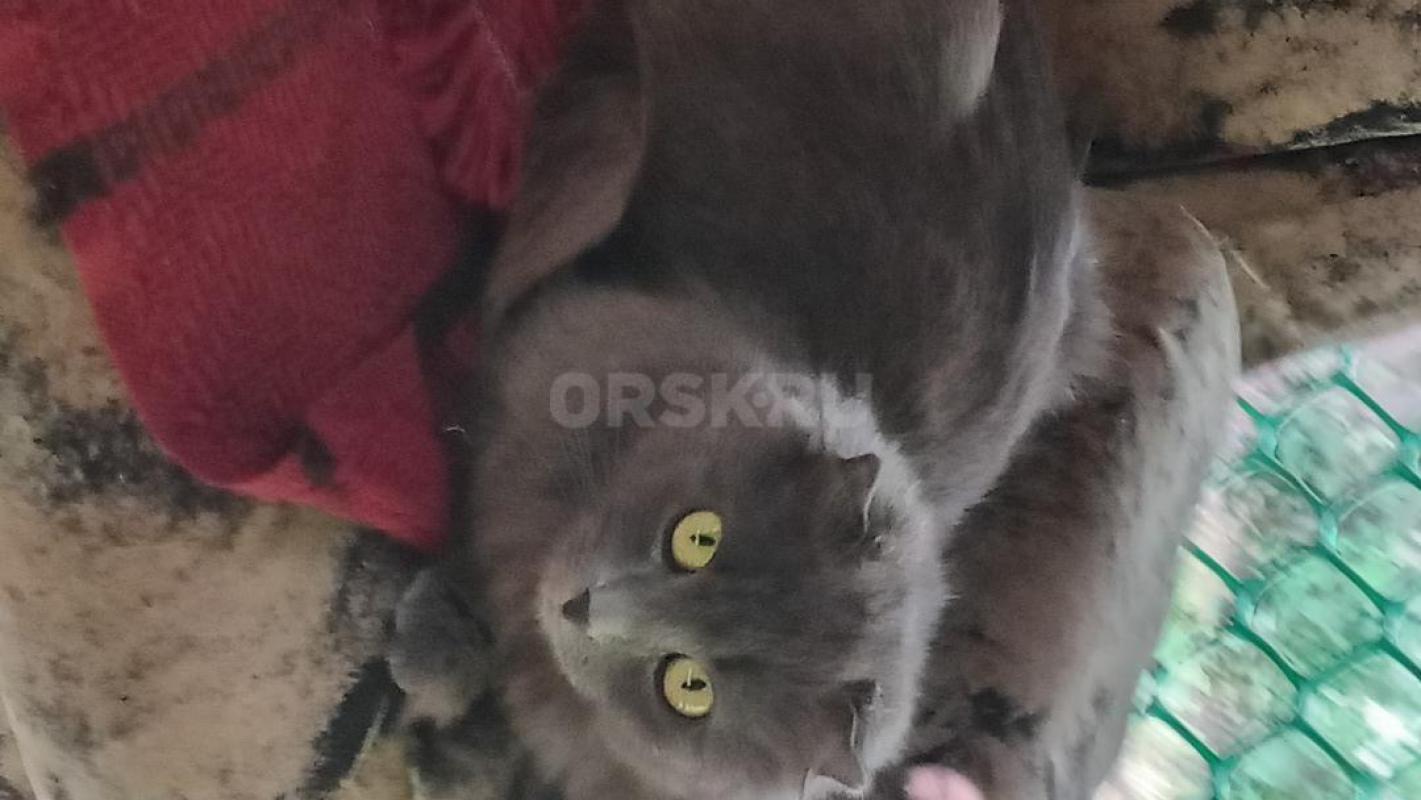 отдам трех котят  от вислоухой шотландки и благородного "дворянина". - Орск