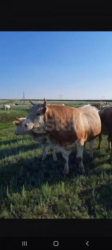 Продам племянного быка ,2.5 года,симментальской породы. - Орск