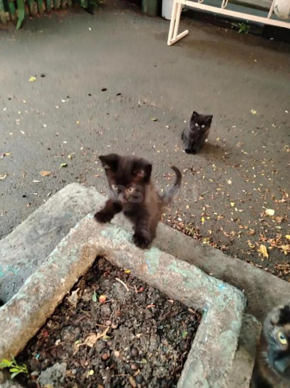 Отдадим котят 2- 2. - Орск