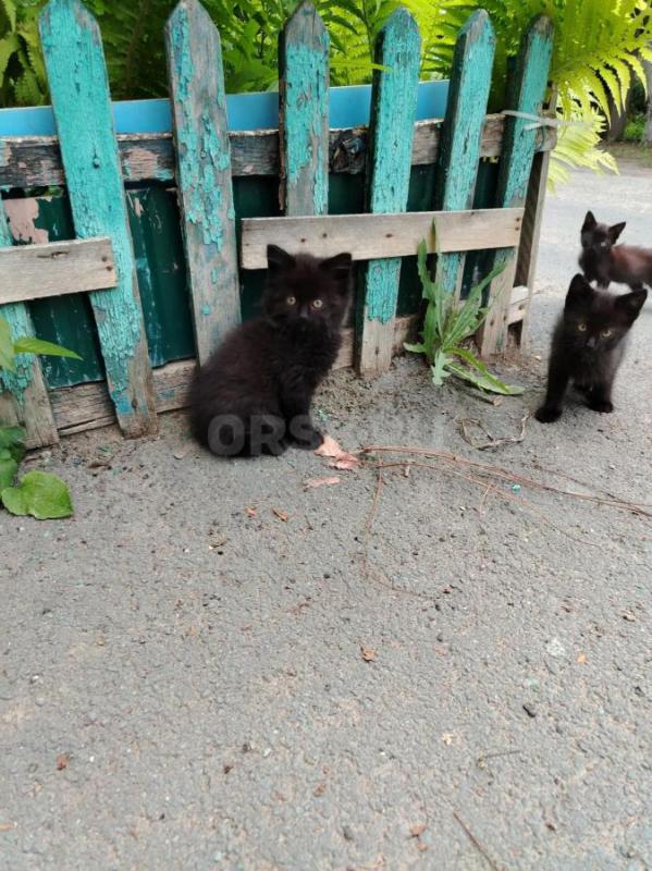 Отдадим котят 2- 2. - Орск