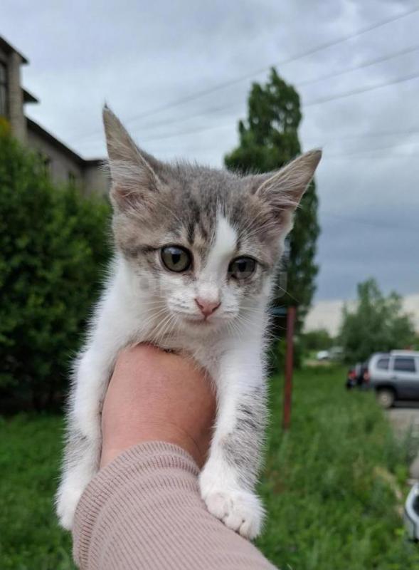 Котенку нужен дом ,ему месяца 1,5 ,иначе он погибнет, или может у кого то есть возможность взять на - Орск