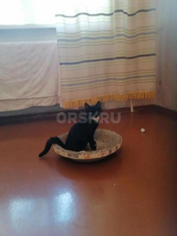 Отдам двух котят. - Орск