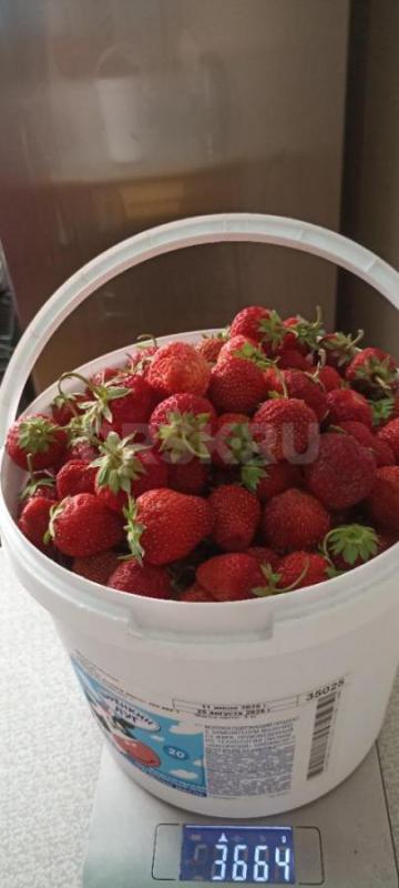 Клубника садовая 400р/кг, картофель домашний,рассыпчатый (мякоть белая) 35р/кг,
район пл. - Орск