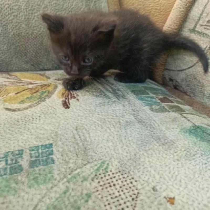 Отдам котят в хорошие руки - Орск