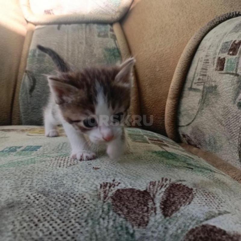 Отдам котят в хорошие руки - Орск