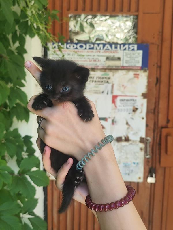 котята в добрые руки, 3 девочки 1 мальчик , котикам месяц . - Орск