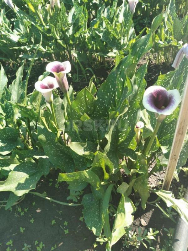 Продам цветы Калла, сорт Пикассо бело-фиолетовые. 30 рублей/штука - Орск